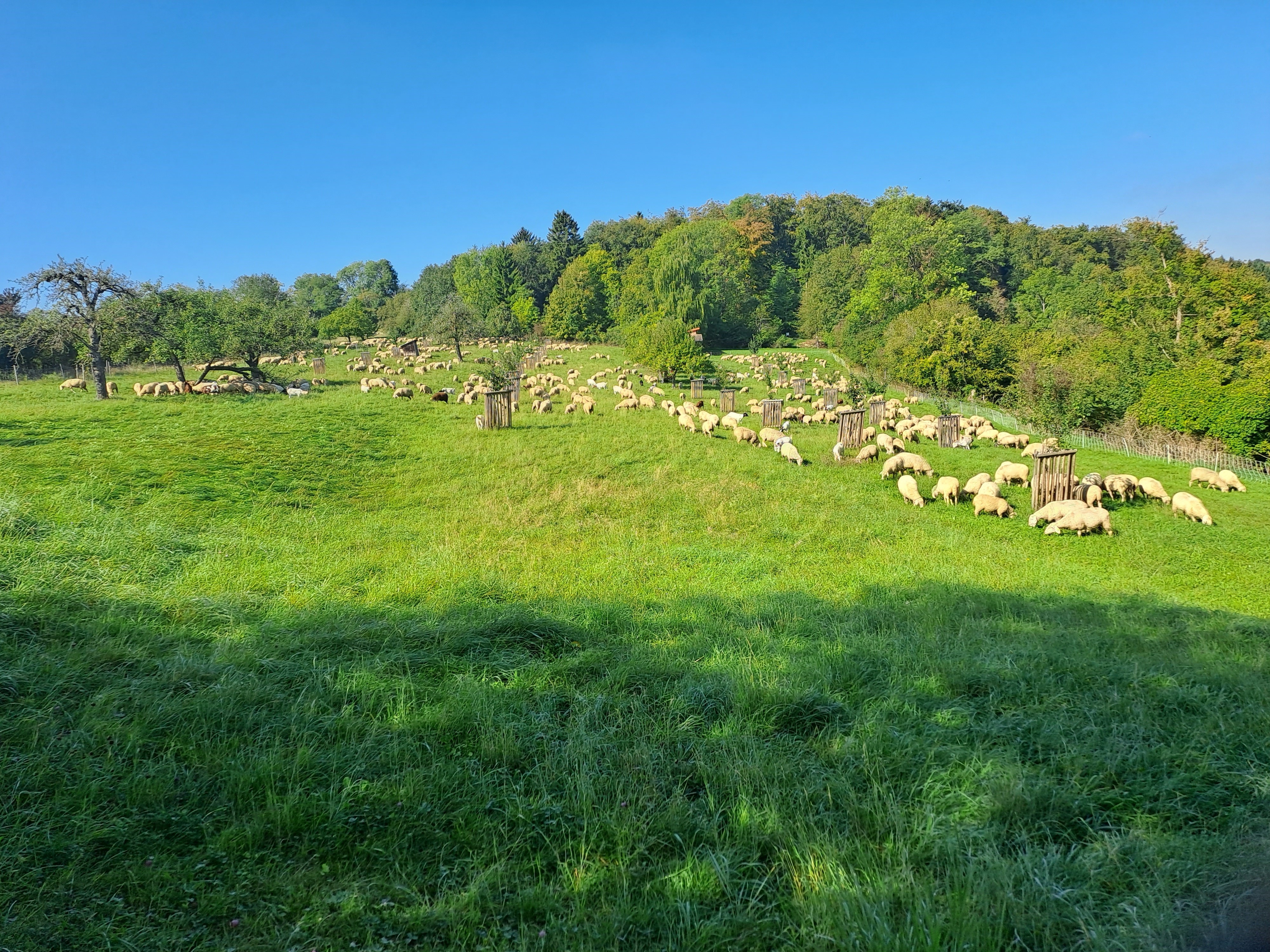 Schafbeweidung Gemarkung Altheim (Alb) - Armenhalde - September 2023
